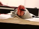 Arabicdominatrix – Lady falaka